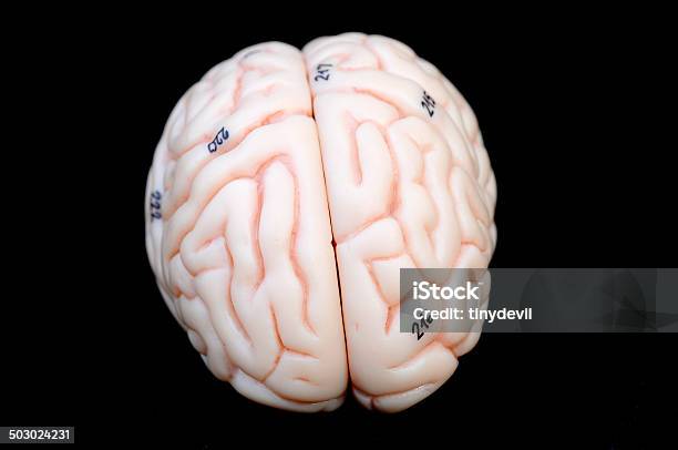Human Brain Stock Photo - Download Image Now - Anatomy, Animal Body, Animal Body Part