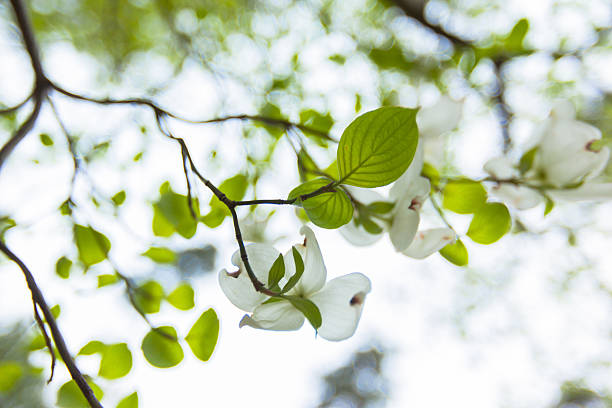 istock White flowering dogwood tree (Cornus florida) in bloom in blue sky 503024339
