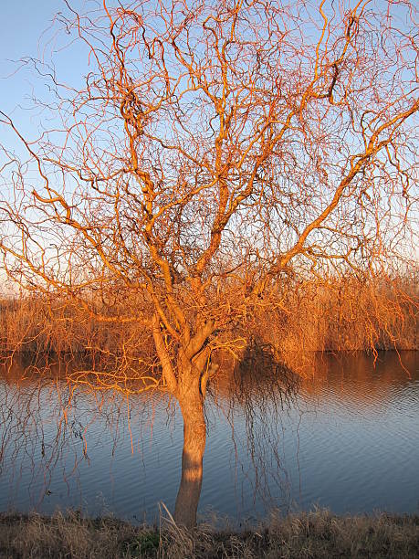 istock The autumn golden willow tree without leaves at sunset 503024936