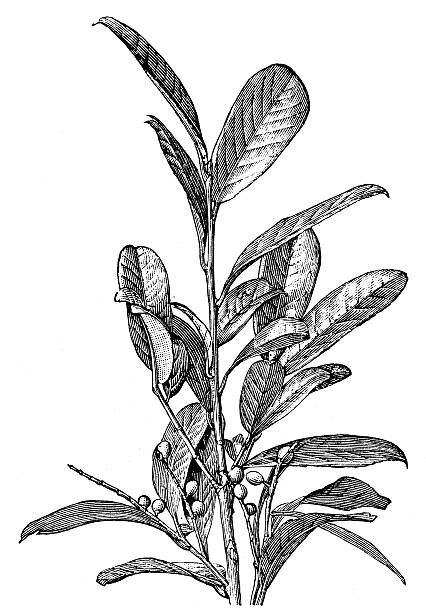 античный иллюстрация черри prunus laurocerasus (laurel) - magnolia fruit sweet magnolia evergreen tree stock illustrations