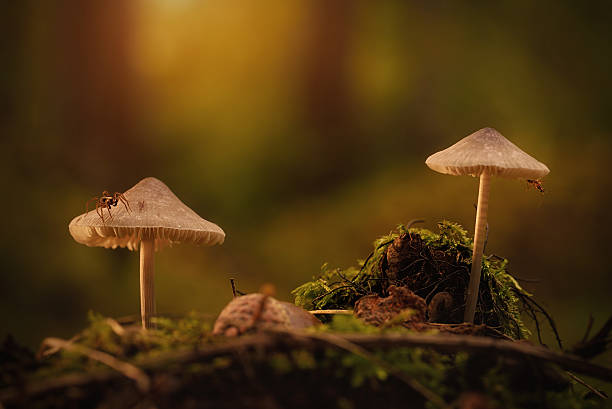 istock Two mushrooms in the forest 503025770