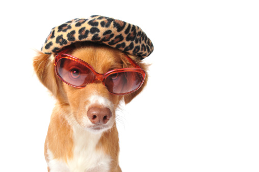 Horizontal image of an Australian Shepard mix wearing a leopard print hat and large rose colored sunglasses. The pup has a serious expression and is making eye contact with the camera. This dog has some attitude. 