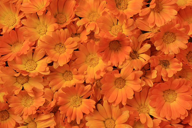 istock full frame of calendula flowers 503025969