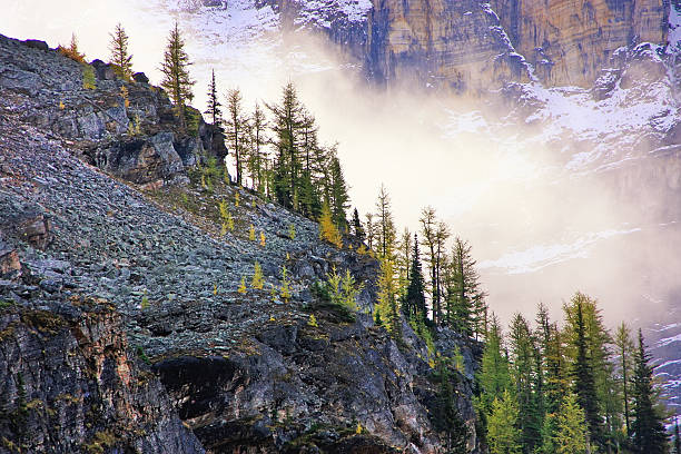 istock Low clouds above pine trees, Lake O'Hara, Yoho National Park 503026355