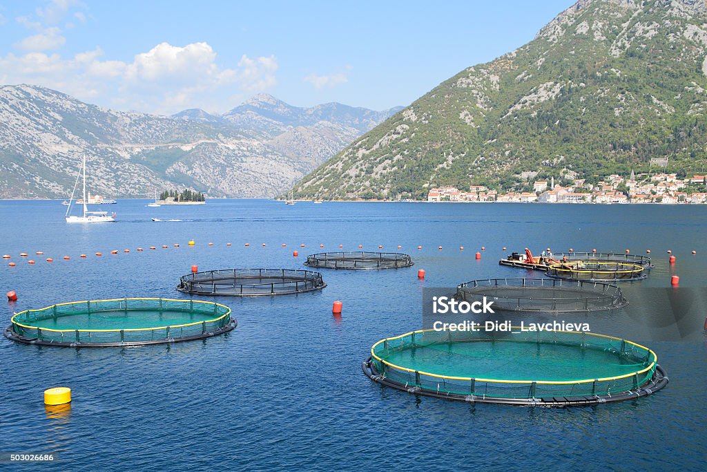 Fish farm in the bay of Kotor, Montenegro Fish farm in the bay of Kotor, the old town of Perast seen on the opposite side of the bay Adriatic Sea Stock Photo