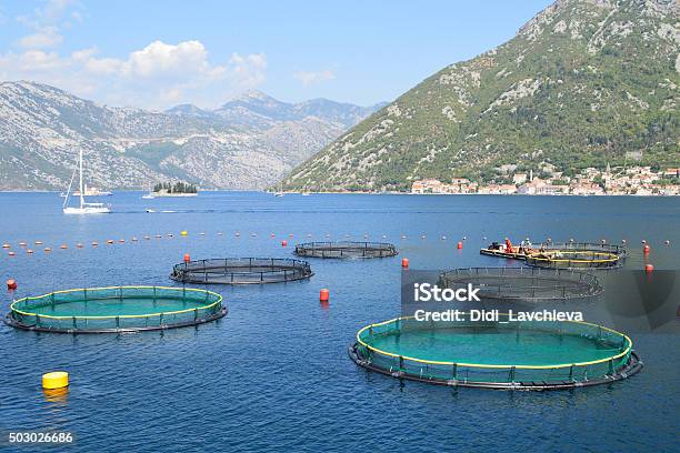 Fish Farm In The Bay Of Kotor Montenegro Stock Photo - Download Image Now - Adriatic Sea, Agriculture, Aquaculture