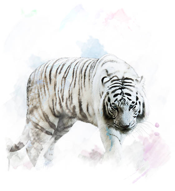 istock Watercolor White Tiger Portrait 503027499