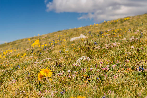 istock Wildflowers in the Rocky Mountains 503027639