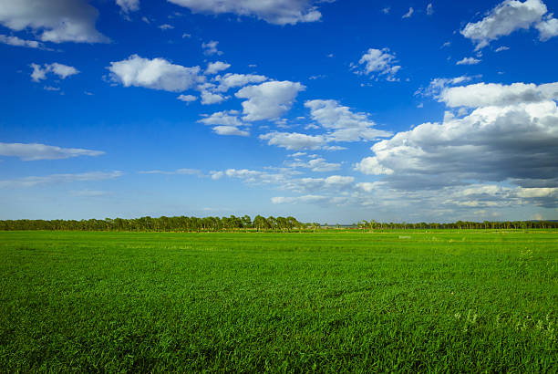 istock landscape of grassland 503027727