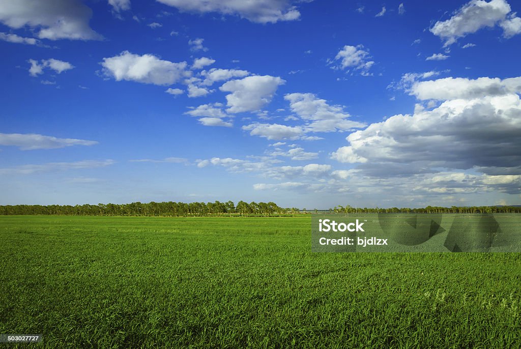 Paisagem de grassland - Foto de stock de Cena Rural royalty-free