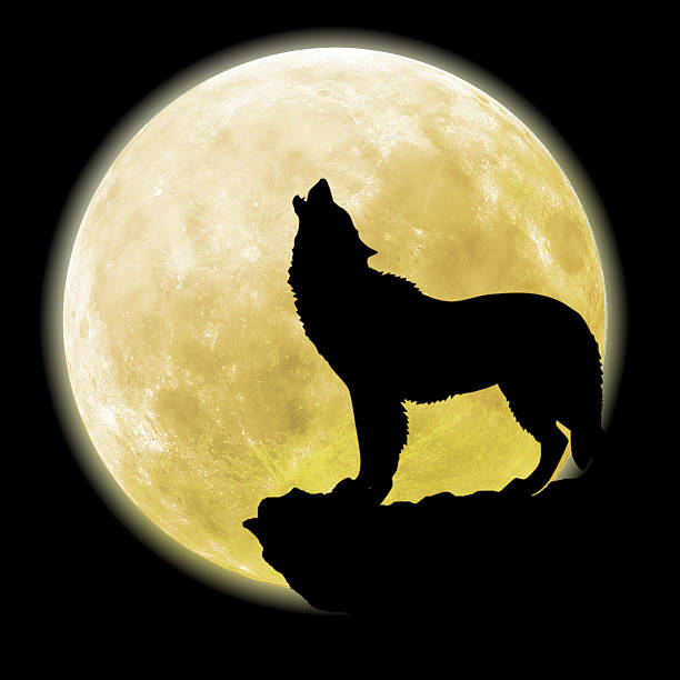 istock silhouette of a wolf in front of the moon 503027872