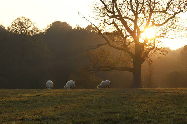 Sunset over the West Kent countryside in England. This is a rural scene with sheep in the middle distance.