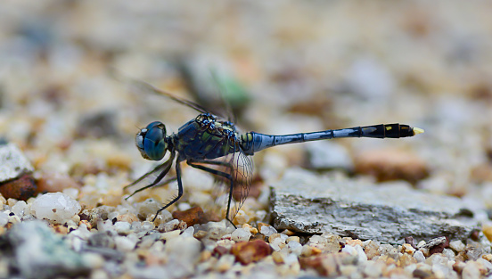 macro of blue dragonfly (Coenagrionidae) standing on gravel ; selective focus at eyes  with blur background