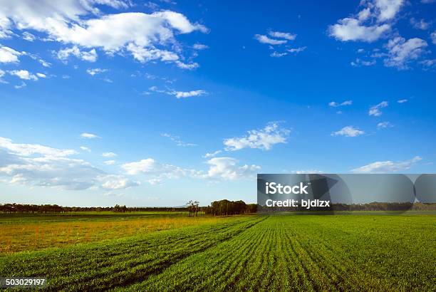 Paisagem De Prado - Fotografias de stock e mais imagens de Agricultura - Agricultura, Ao Ar Livre, Azul