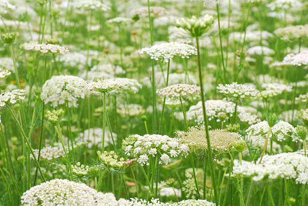 istock Field of blooming Wild Carrot 503029597