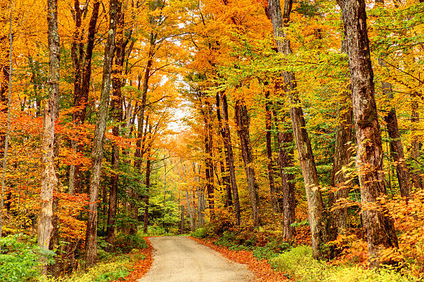 istock Autumn Road in the Berkshires 503029613