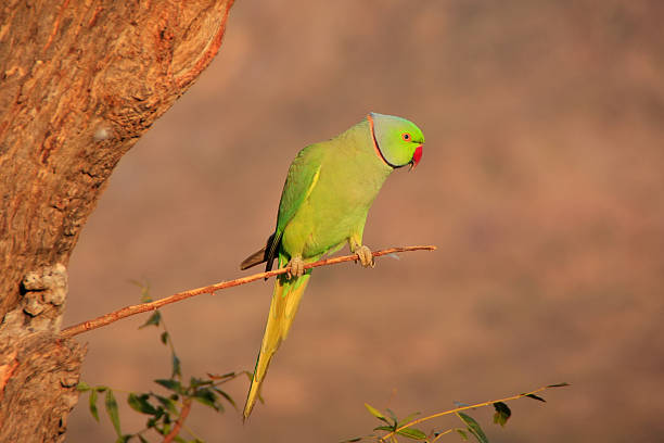 istock Indian Rose-ringed Parakeet sitting on a tree, Pushkar, Rajastha 503029897