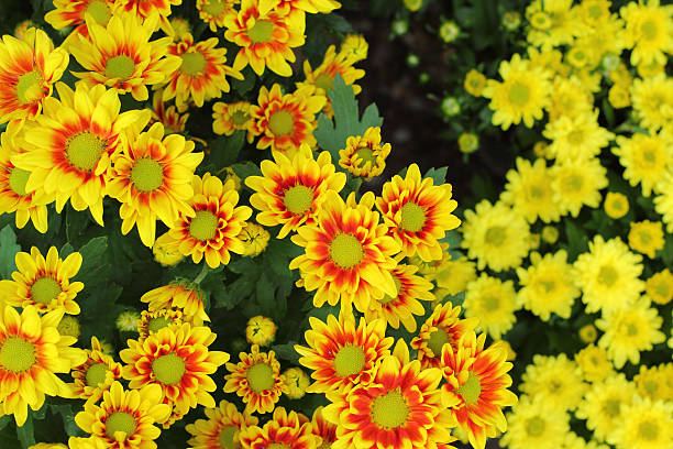 istock Daisy flowers in the nature 503029913