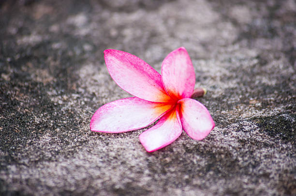istock Plumeria flower on stone 503030021