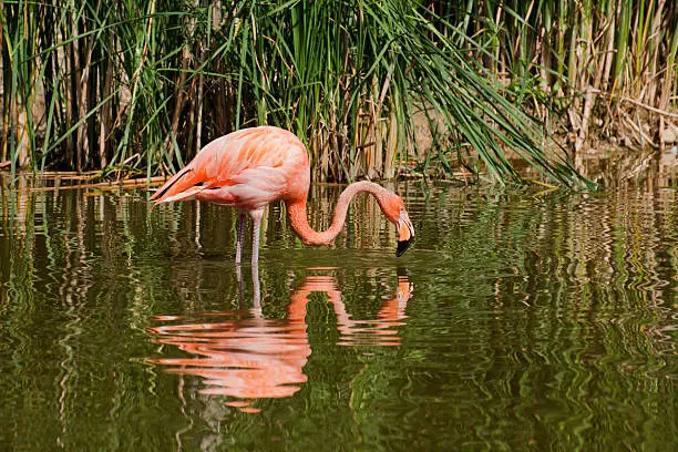 Flamingo fishing 