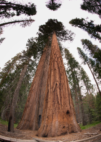 Fisheye Redwood-Sequoia árboles en el Parque Nacional de Yosemite en Fisheye photo