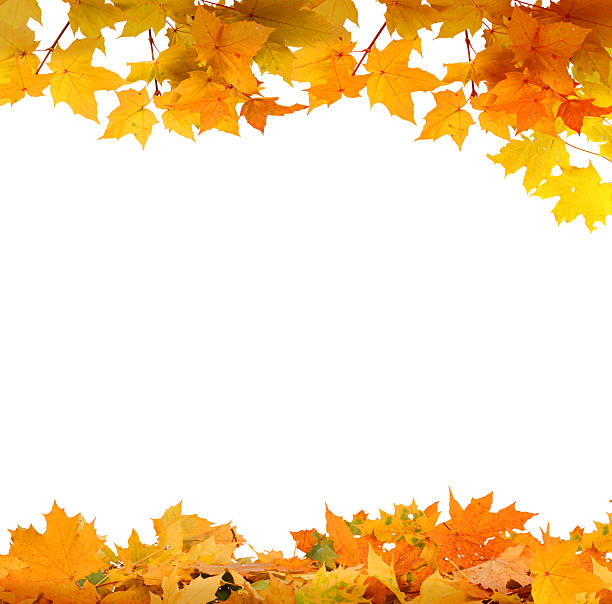 istock Isolated Autumn Leaves 503038175