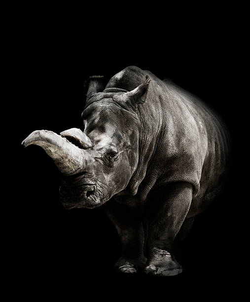 istock Rhinoceros On Black Background 503038243