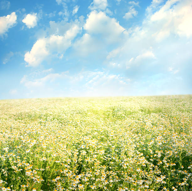istock field of daisies 503038879
