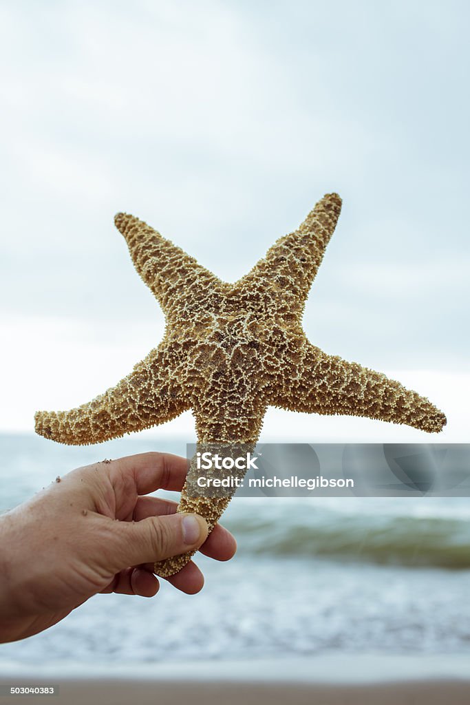 Étoile de mer - Photo de Adulte libre de droits