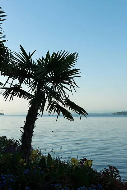 Lake Constance (Bodensee) in the morning light. View from the promenade of the city Überlingen. Focus on the palm trees in the foreground. Baden-Württemberg, Germany. June.