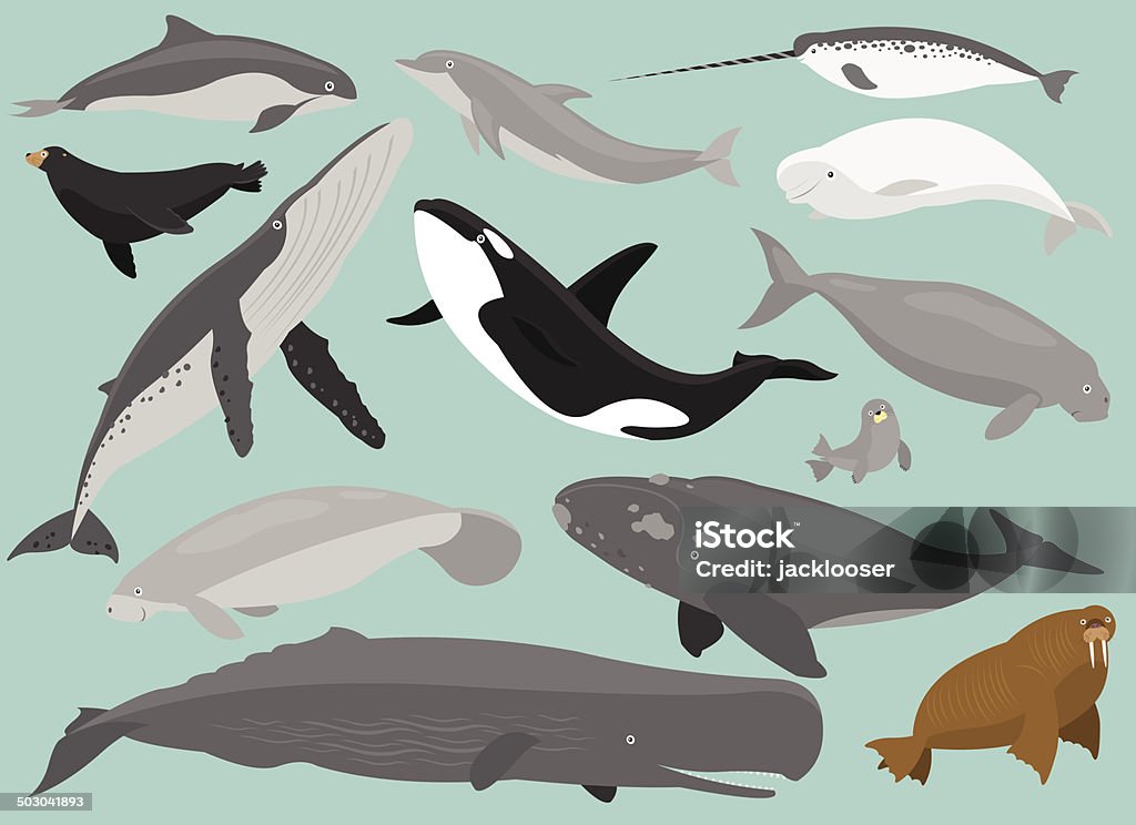 Marine Mammals 13 Marine Mammals in simplified flat vector cartoon including Porpoise, Dolphin,  Dolphin stock vector