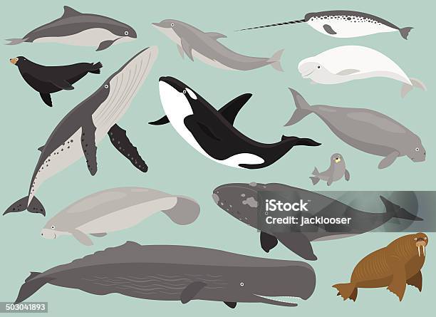 Marine Mammals Stock Illustration - Download Image Now - Dolphin, Illustration, Porpoise