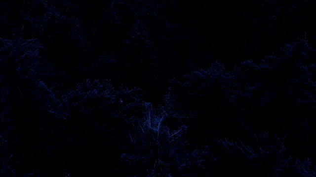 Flying Over Forest At Night