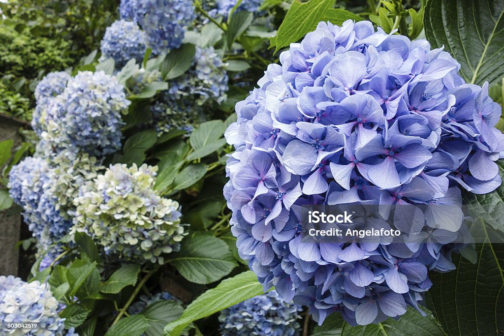 Azul Orthensia, Close-Up - Royalty-free Ao Ar Livre Foto de stock