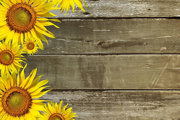 istock Sunflowers on wooden background. 503042845