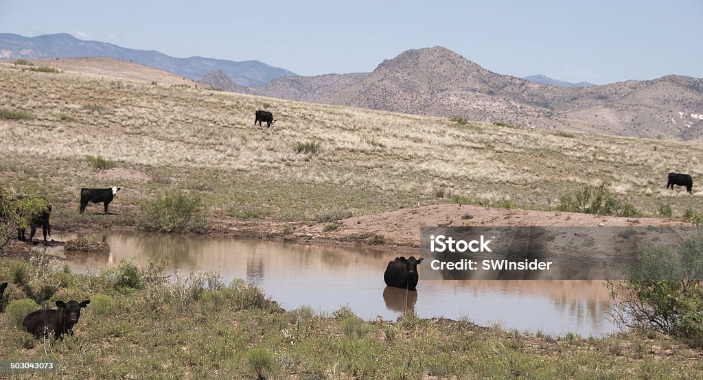 Vaches Retrouvez-vous autour du désert plan d'eau - Photo de Nouveau-Mexique libre de droits