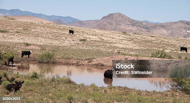 Photo libre de droit de Vaches Retrouvezvous Autour Du Désert Plan Deau banque d'images et plus d'images libres de droit de Nouveau-Mexique - Nouveau-Mexique, Bétail, Désert