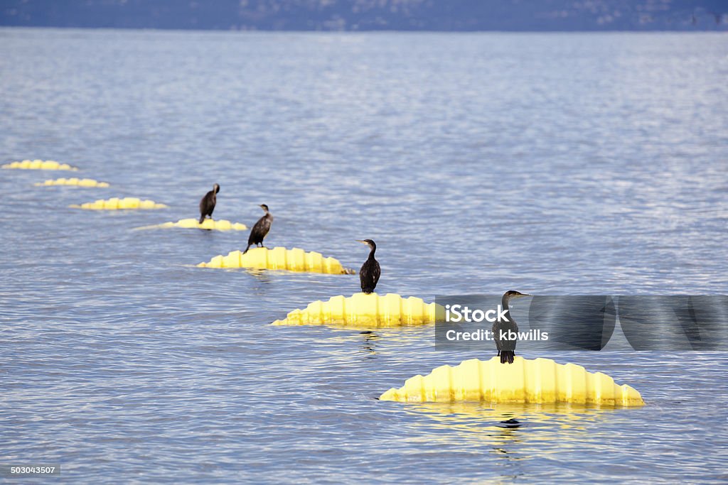 Ряд cormorants roosting на желтый Мидия ферма buoys - Стоковые фото Адриатическое море роялти-фри