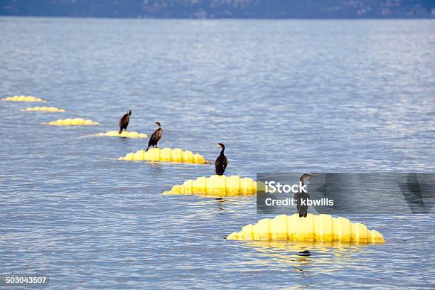 Ряд Cormorants Roosting На Желтый Мидия Ферма Buoys — стоковые фотографии и другие картинки Адриатическое море