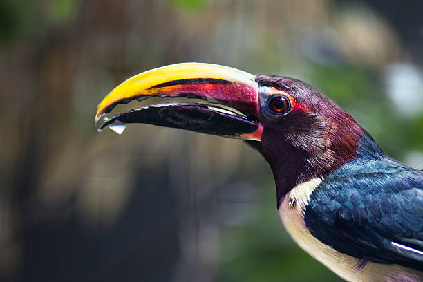 Toucan Portrait of a toucan channel billed toucan stock pictures, royalty-free photos & images