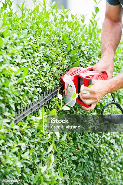 Foto de Homem Recorte De Hedge e mais fotos de stock de Adulto - Adulto, Arbusto, Braço humano