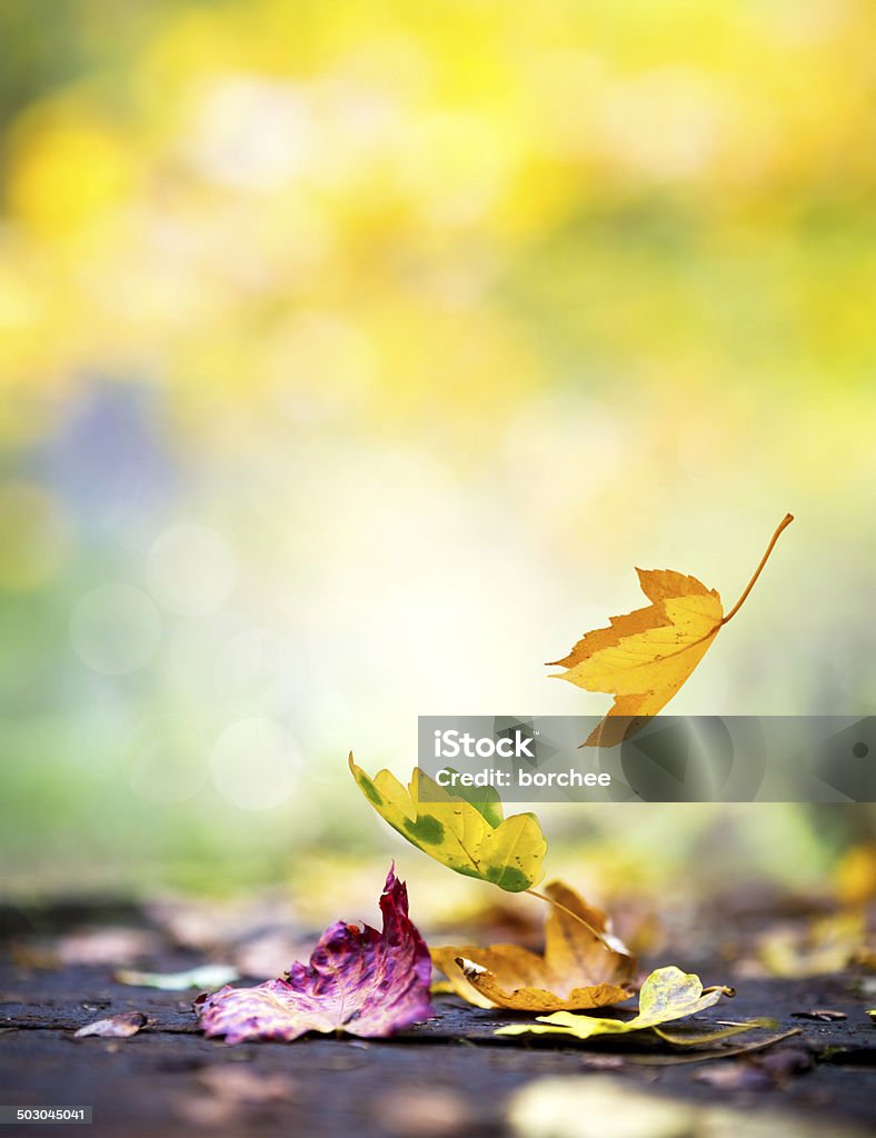 Falling Autumn Leaves Autumn leaves falling to the ground in a park. Abstract Stock Photo