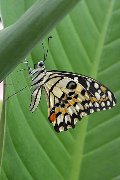 la mariposa del limón - lime butterfly fotografías e imágenes de stock