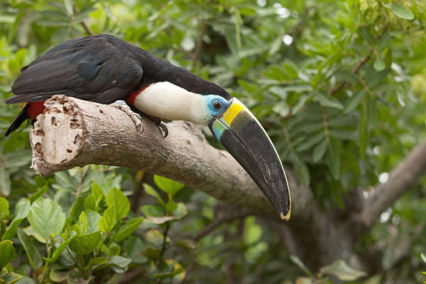 istock Toucan (Ramphastos Toco) sitting on tree branch in tropical forest 503046724
