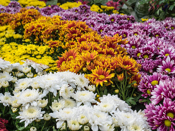 istock Colorful flowers 503046808