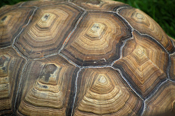 istock Aldabra Giant Tortoise Shell Detail 503047376