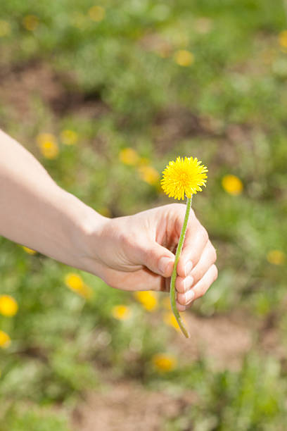 istock female hand holds a dandelion flower 503047682