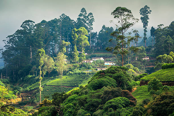 istock Landscape in Sri Lanka 503048164