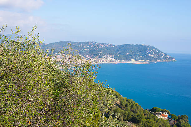 istock Olives tree branches on Italian coastline, Liguria 503048516
