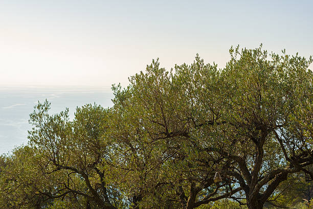 istock Olives tree branches on Italian coastline, Liguria 503048686